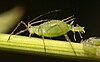 Aphid giving birth