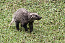 Arctonyx-collaris-hog-badger-2.jpg