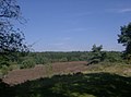 Brunssummer heath in South Eastern Limburg