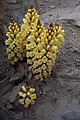 Cistanche phelypaea