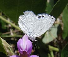 Common Dusky Blue.JPG