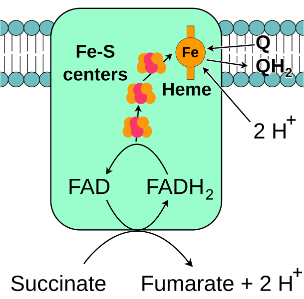 File:Complex II.svg