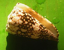 Conus bandanus vidua 001.jpg