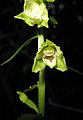 Дремлик эльбский (Epipactis albensis) — цветок