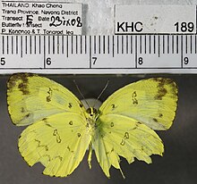 Eurema sari sodalis ventral.jpg