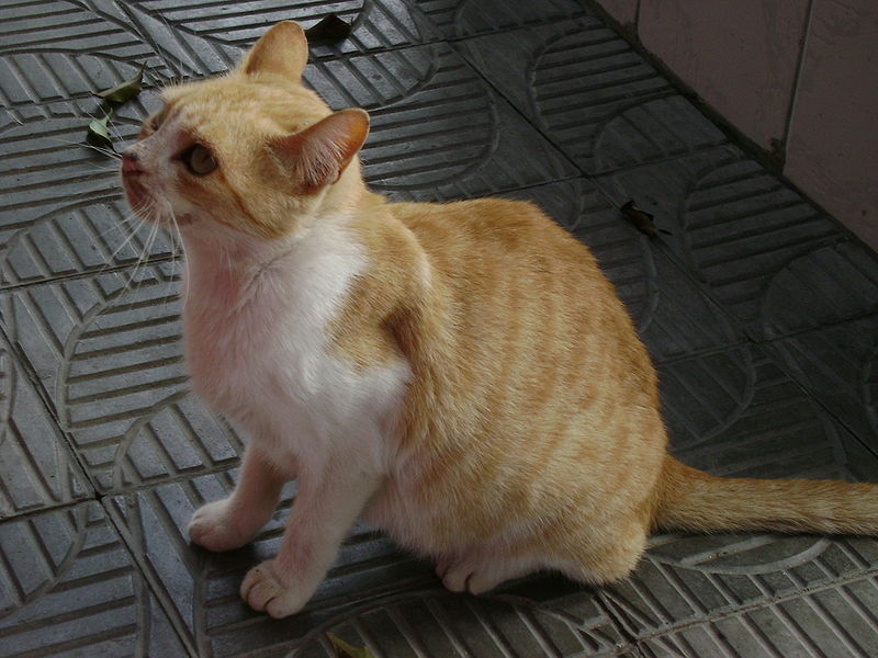 File:Gato jorro.JPG