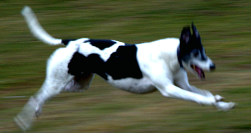 File:Greyhound-in-flight.png