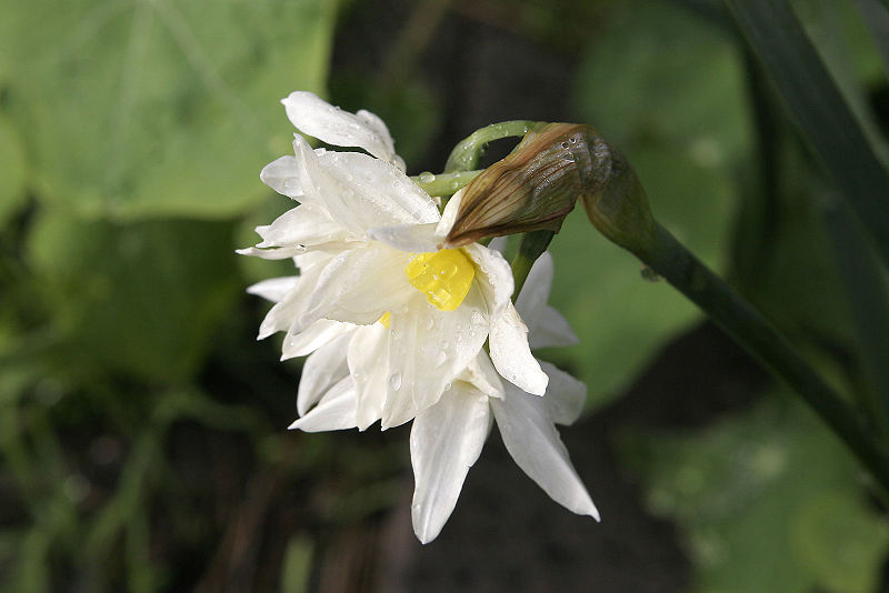 File:Jonquil flowers02.jpg