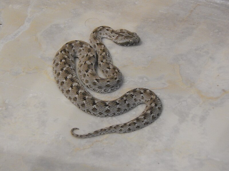 File:Juvenile Saw Scaled Viper.jpg