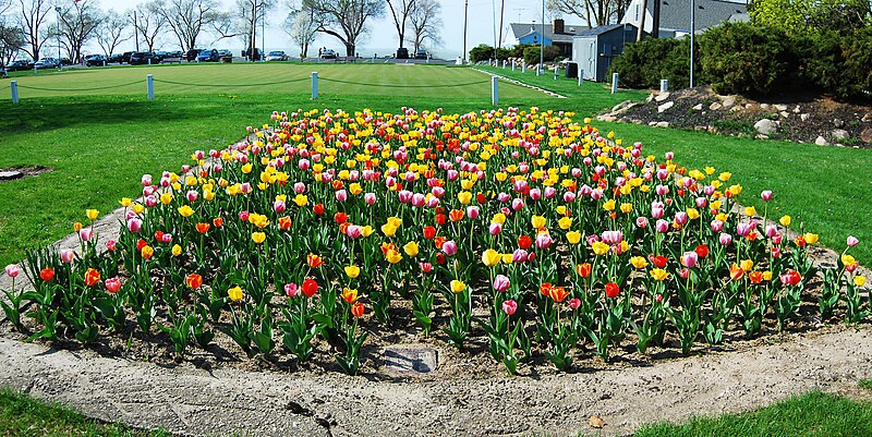 File:Lakeview Park tulip garden.jpg