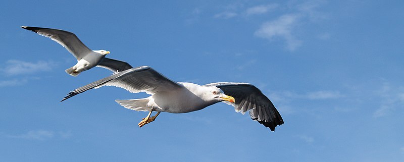 Archivo:Larus michahellis LC0045.jpg