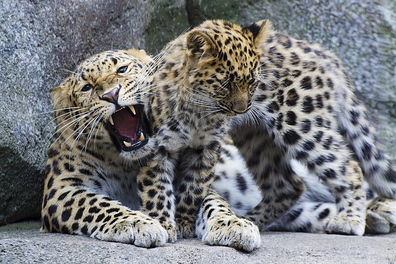 File:Leopards, Minnesota Zoo.jpg