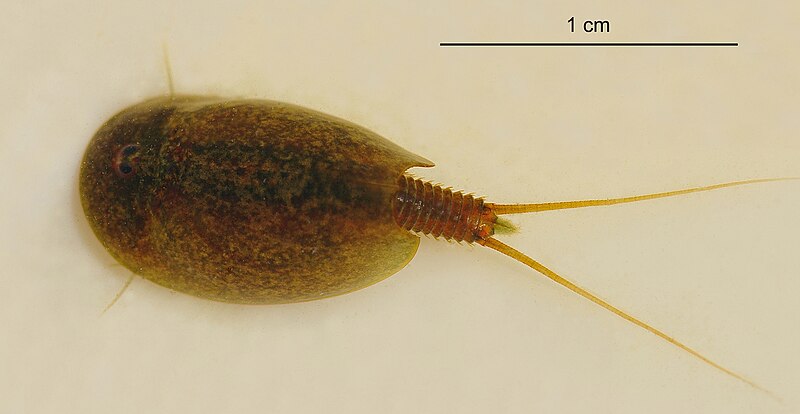 File:LepidurusApus.jpg