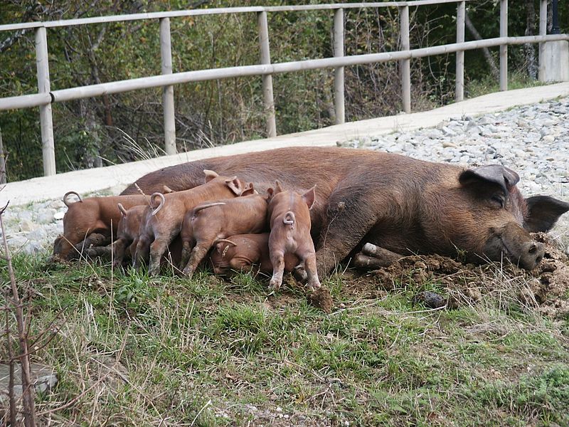 File:Pigs (149776994).jpg