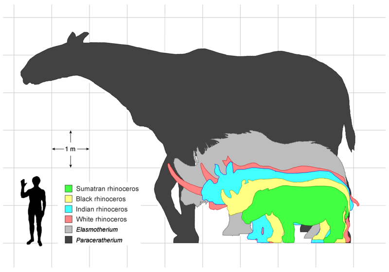 File:Rhino sizes English.png