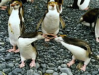 Royal Penguins arguing