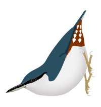 Sitta europaea europaea, white-bellied individual, as in Scandinavia and western Russia.