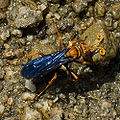 A pompilid from Bangalore