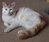 Turkish Van