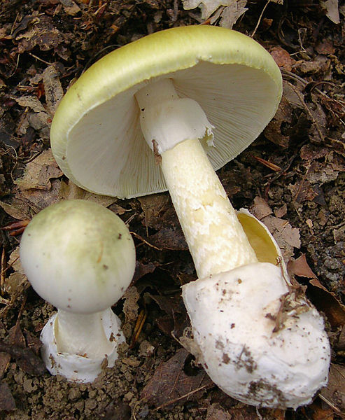 Файл:2005-09 Amanita phalloides crop.jpg