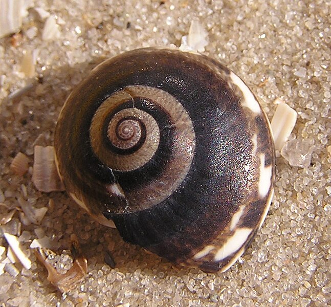 Файл:Ab mollusca 29.jpg