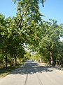 Ilang-ilang trees line all the streets