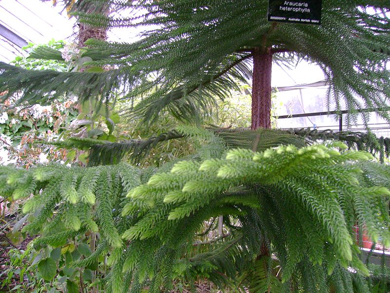 File:Araucaria heterophylla wiki2.jpg