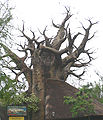 A Baobab