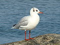 Black-headed gull