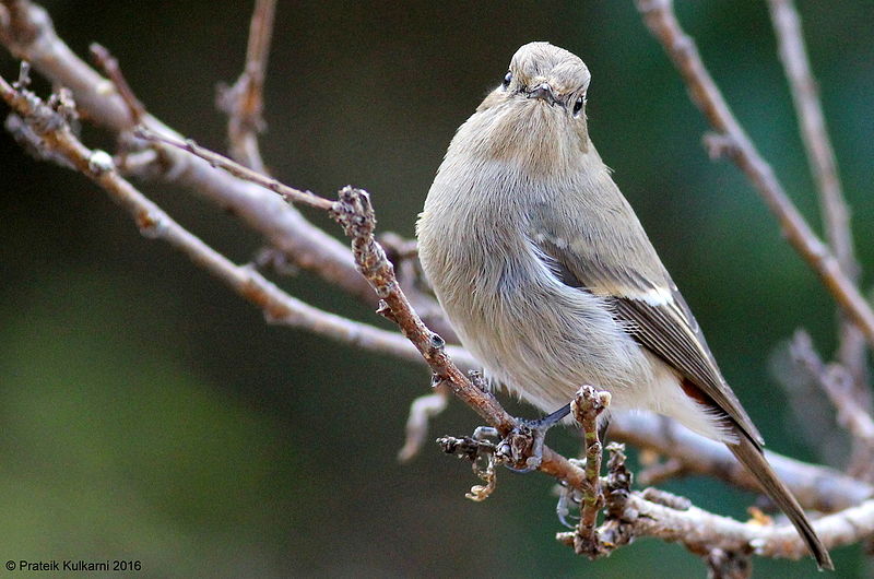 File:Blue-capped Redstart (female).JPG