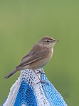 Booted warbler (Iduna caligata), Palakkad, Kerala, India