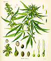 Image 37Cannabis as illustrated in Köhler's Book of Medicinal Plants, 1897 (from Medical cannabis)