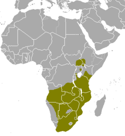 Distribución de T. oryx.