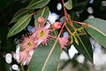 Corymbia, flowers