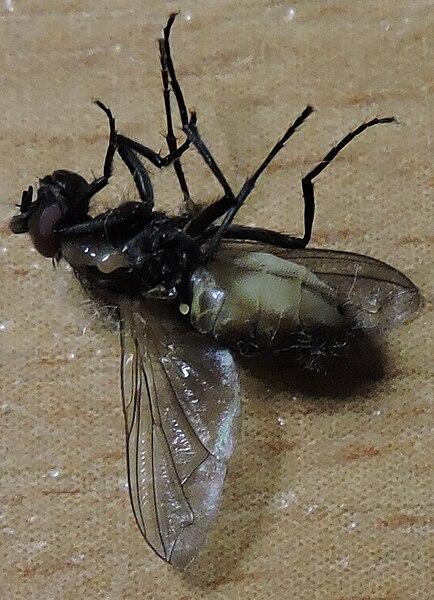 Файл:Dead insect (fly).jpg