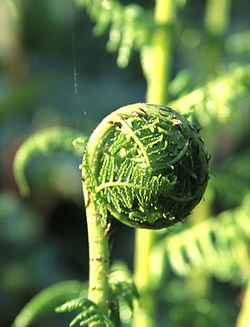 鱗毛蕨屬下的一個種Dryopteris arguta