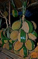 Local cultivar in Cigudeg, Bogor, West Java