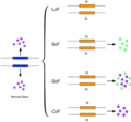 Image 13This figure shows a simplified version of loss-of-function, switch-of-function, gain-of-function, and conservation-of-function mutations. (from Mutation)