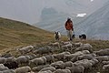 Image 40Sheep in Écrins National Park (France) (from Livestock)