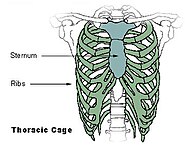 Грудная клетка