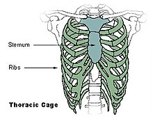 Illu thoracic cage.jpg