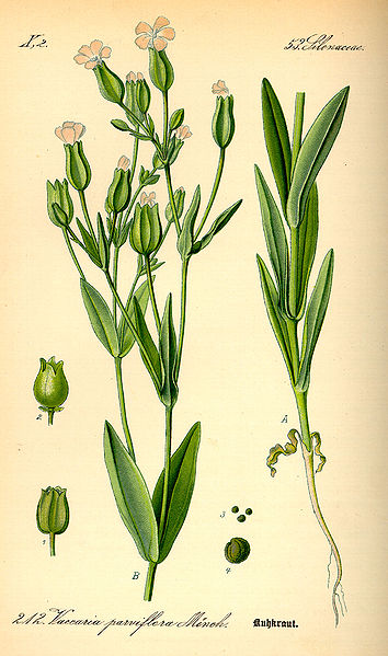 File:Illustration Vaccaria hispanica0.jpg