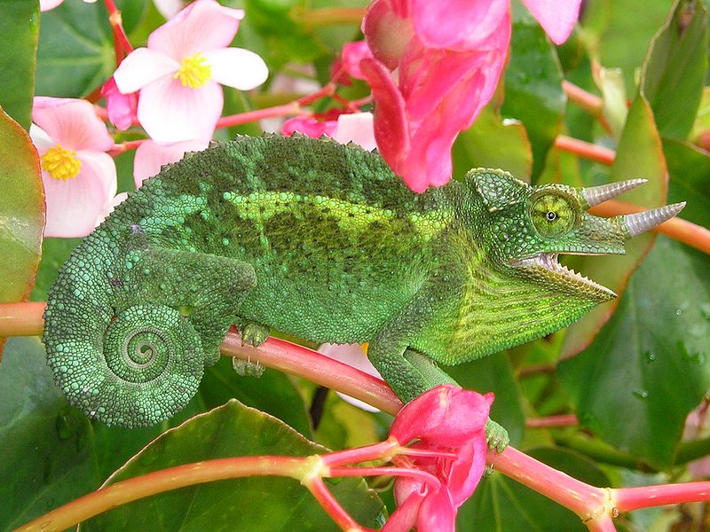 Файл:Jackson's Chameleon 2 edit1.jpg