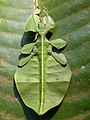 A leaf insect