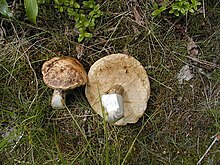 Leccinum alaskanum.jpg