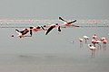 Lesser Flamingos in flight