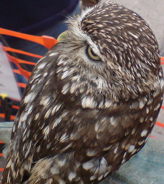 File:Littleowl180°head.jpg