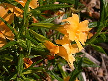 Mimulus aurantiacus flowers 2003-03-11.jpg