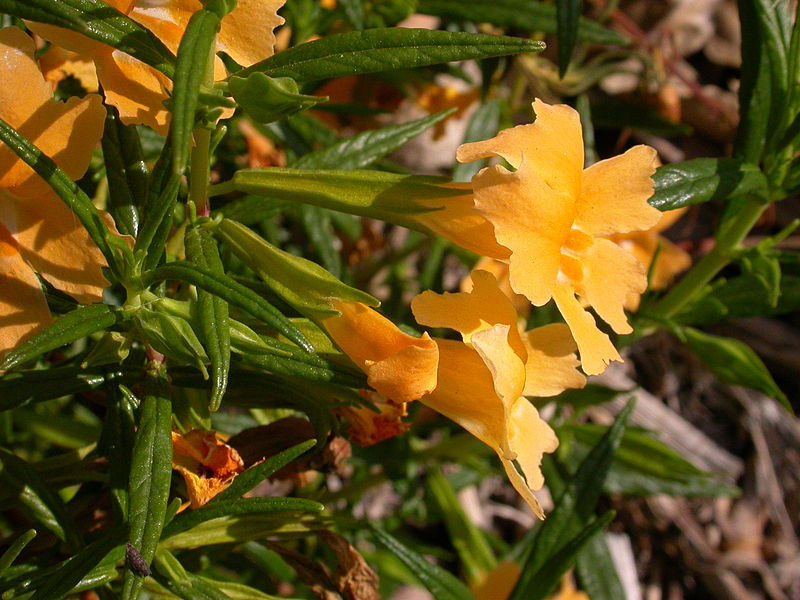 Файл:Mimulus aurantiacus flowers 2003-03-11.jpg