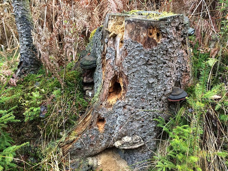 File:Nature around treestump.jpg